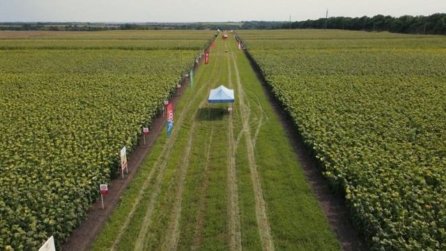 День Поля компании «Лимагрен» и агрохолдинга «Золотой початок» смотреть онлайн