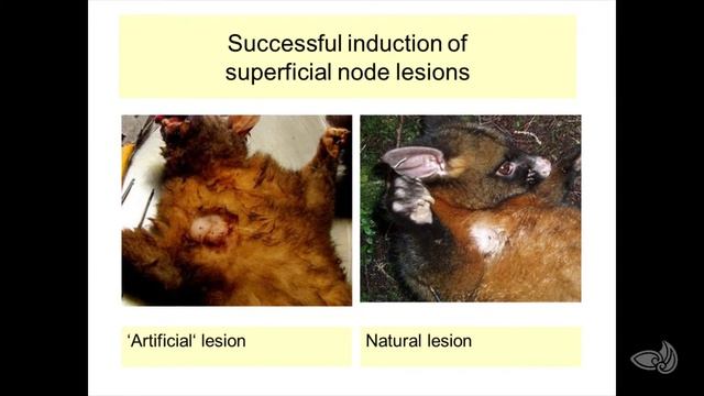 New insights in possum Tb transmission смотреть онлайн