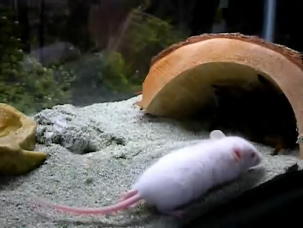 depredacion aracnida смотреть онлайн