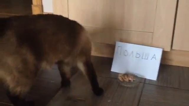 EURO 2016. Исход матча между Португалией и Польшей предсказывает КОТ!!!! смотреть онлайн