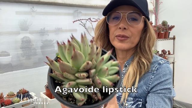 👩🏼🌾 Te Presento Mi Colección De Suculentas Primera Parte