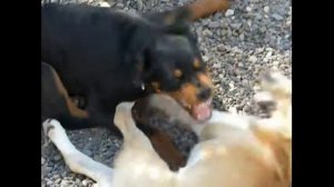 Собака Ротвейлер