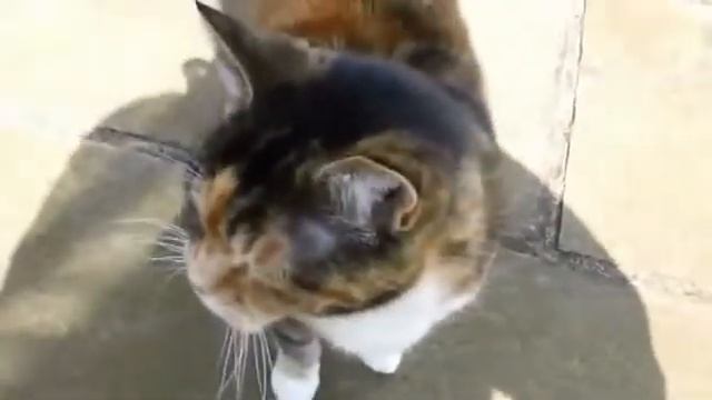 Простывший кот смотреть онлайн