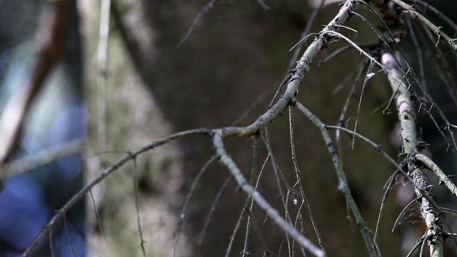 Пеночка трещотка. Phylloscopus Sibilatrix. Птицы Беларуси.