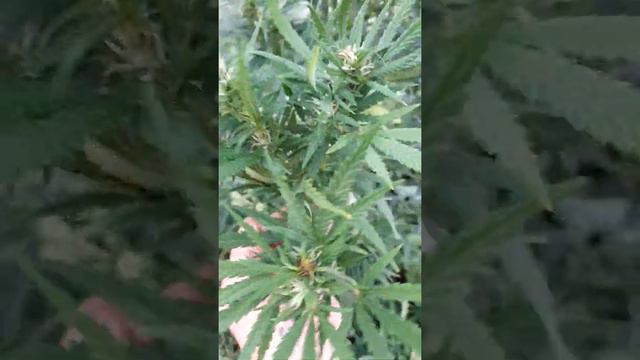 #Grow auto White Russian- 2021г. смотреть онлайн