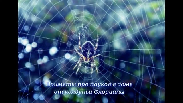 Приметы про пауков в доме смотреть онлайн