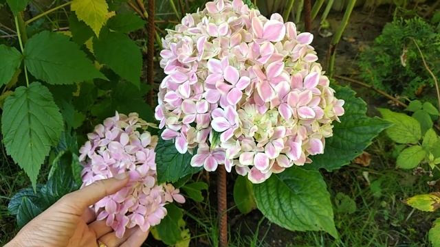 45. Крупнолистные гортензии в моём саду. 24.07.2020