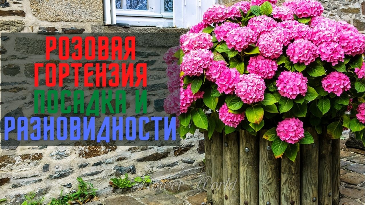Разновидности и виды розовой гортензии.😍