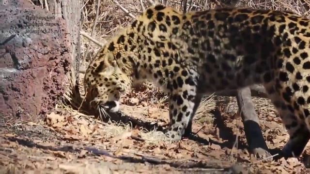 Амурский леопард и его соседи в Приморском Сафари парке смотреть онлайн