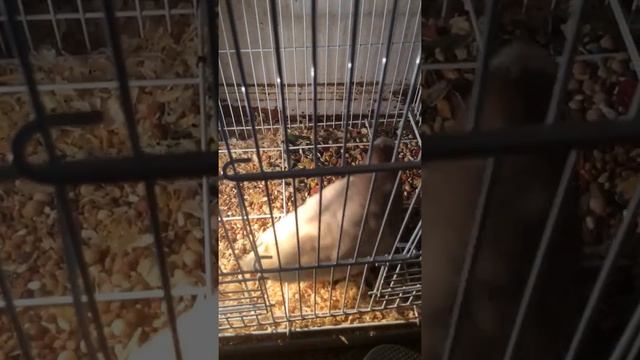Sick Pigeon Please Help