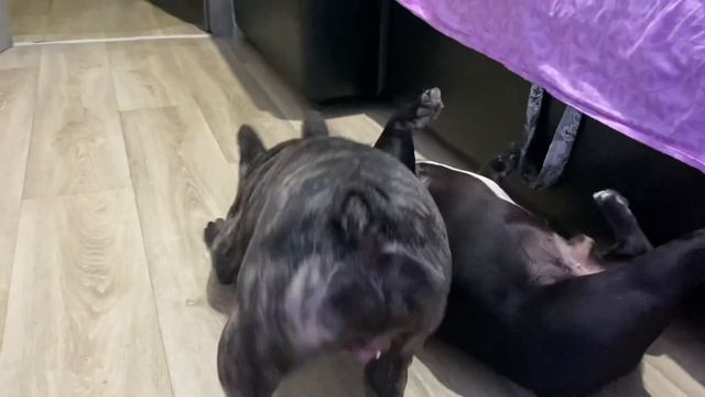 Французские бульдоги Бумер и Дизель. Пришла любофф😂 смотреть онлайн