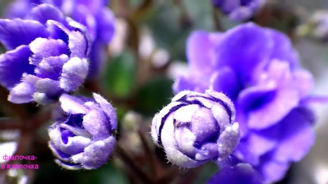 Gleeful Elf замальовка сорту (темний варіант цвітіння)