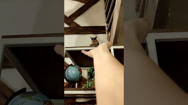 Милашка. Сахарный поссум прыгает, маленький полет, " белка летяга" смотреть онлайн