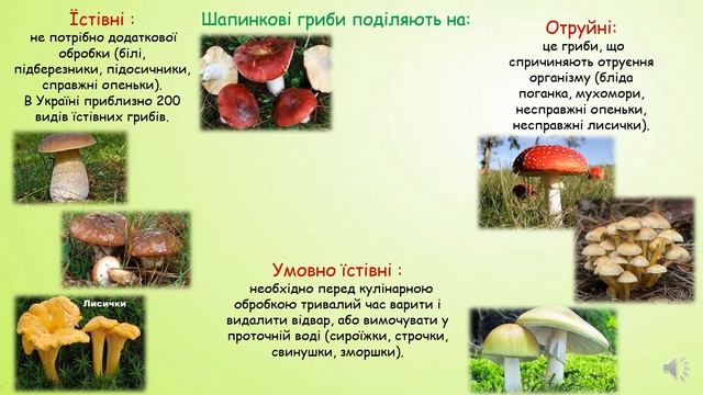 Групи грибів: симбіотичні - мікоризоутворюючі шапинкові гриби. смотреть онлайн