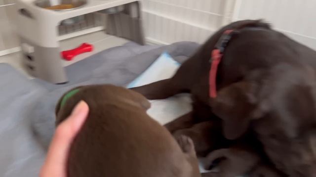 США Влог Нужен прикорм! Посылка Распаковка Примерка Семейный Влог Big Big Family In The USA VLOG