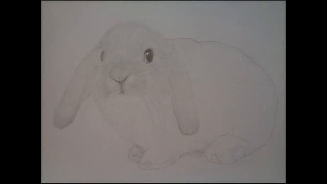 Рисуем животных, рисунок кролика карандашом (зайца) смотреть онлайн