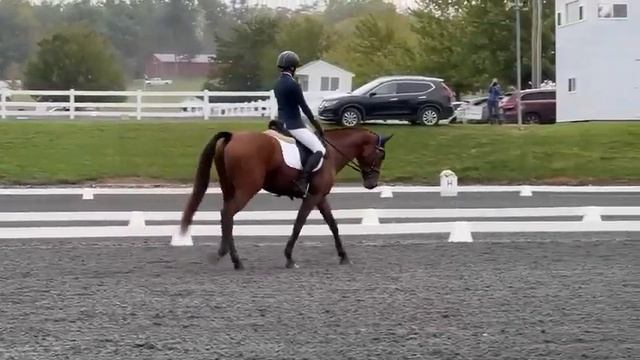 Excel Star Tiny Dancer imported Irish Sport Horse for sale - info on ExcelStarSportHorses.com смотреть онлайн