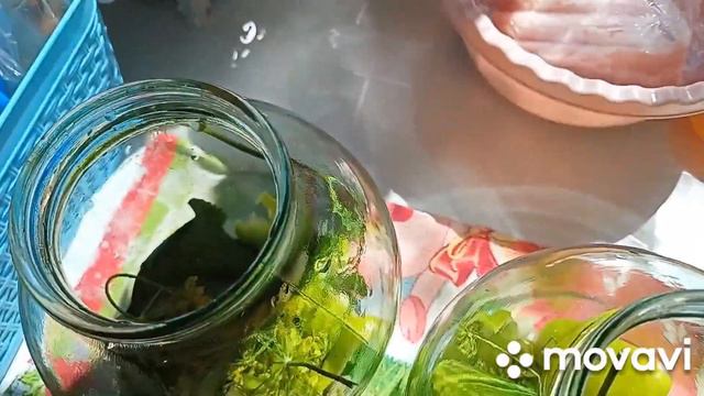 Пеларгония.Солю огурцы.Купила долларовое дерево смотреть онлайн