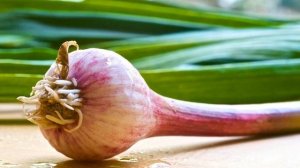 Рецепт Чингисхана. Мой опыт