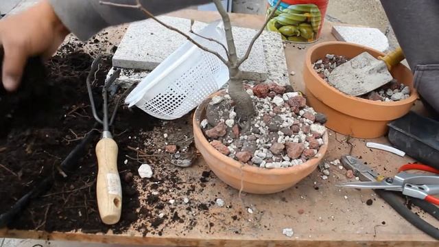 bonsai quercus rubra / roble rojo смотреть онлайн