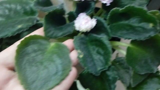 Фиалка ЛФ-Клевер, АВ-Нежный Зверь, Фея (Дадоян), Мария (Дадоян), Ян-Менуэт (Пуминова) . смотреть онлайн
