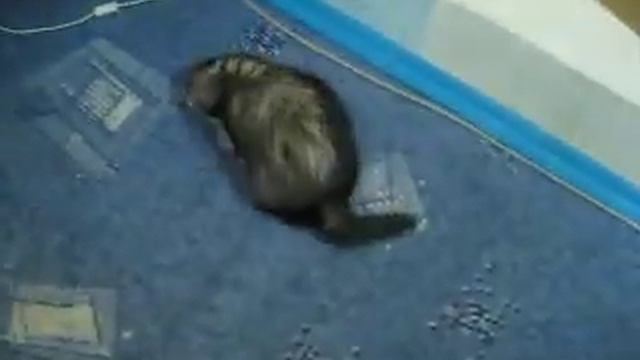 Игра с меховым шаром