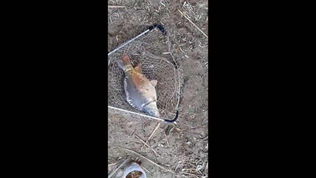 Ловля карпа на фидерное удилище смотреть онлайн