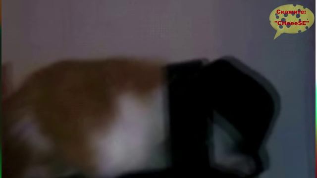 КОТЫ и КОШКИ (сборка приколов) смотреть онлайн