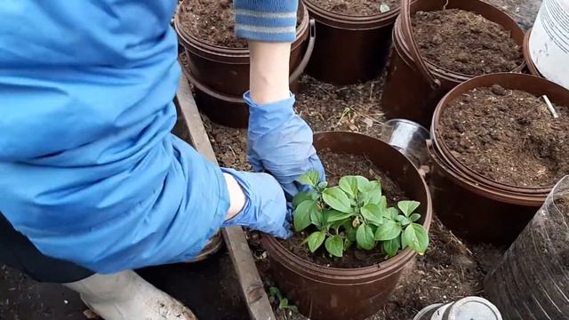 Заморыши петунии