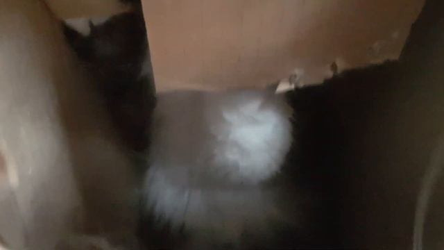 АБГРЕЙД #КАРТОННОЙ #КОРОБКИ #СМЕШНЫЕ #КОШКИ #Cardboard box upgrade #Funny Cat #CAT HOUSE смотреть онлайн