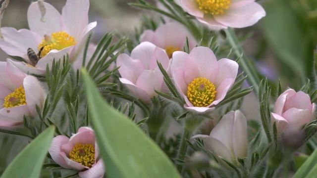 Весна!!! Цветут юноны, прострелы, видовые тюльпаны, ирисы.. смотреть онлайн