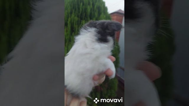 мальчики Чихуахуа Дш.документы РКФ-FCI. +79183382518 смотреть онлайн