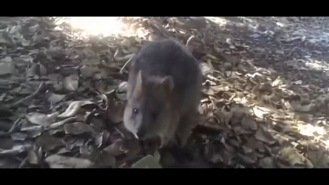 ТОП 10 САМЫХ МИЛЫХ Животных на планете !!! смотреть онлайн