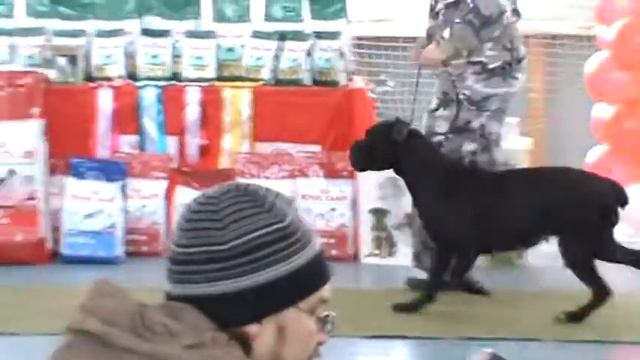 Волгоград 2-й ринг кане-корсо смотреть онлайн