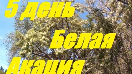 Белая акация 5 день.Акация заканчивается.Побелка в ульях.