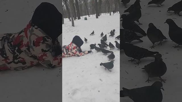 Ручные голуби. смотреть онлайн