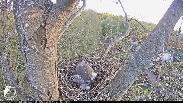 Goshawk Nest_Birth Of The First Chick~Гнездо ястреба-тетеревятника_Рождение 1-го птенца~07-05-2020