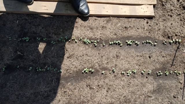 Как вырастить редиску в открытом грунте смотреть онлайн