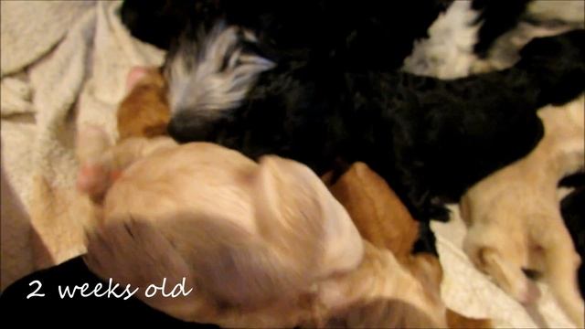 Cockapoo Puppies 1- 2 Weeks Old | Jessie Blossom смотреть онлайн