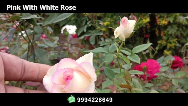 Weekend Spl Rose Collections Update || புதிய வரவு || Part -1 Video || #onlinesale #msprosegarden смотреть онлайн