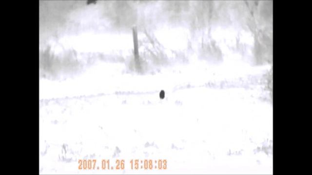 Pulsar Quantum HD38S Bandicoot смотреть онлайн