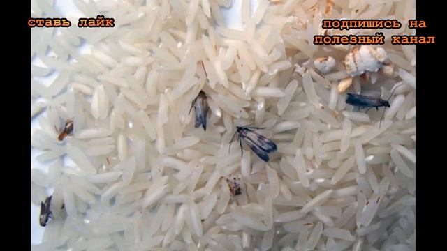 ★Как избавиться от МОЛИ. Мотыльки и гусеницы больше не проблема. Действенные советы хозяйке. смотреть онлайн
