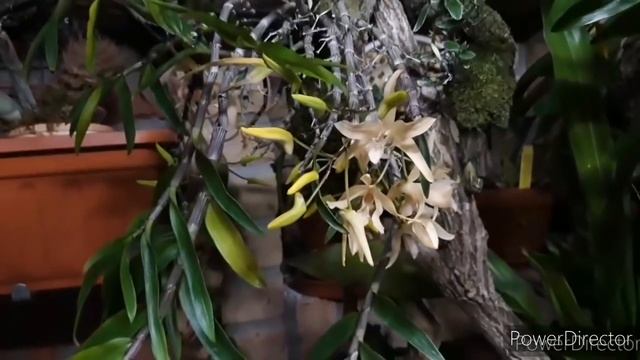 ОРХИДЕИ. Денробиум и период покоя, содержание в домашних условиях. Dendrobium moniliforme цветение. смотреть онлайн