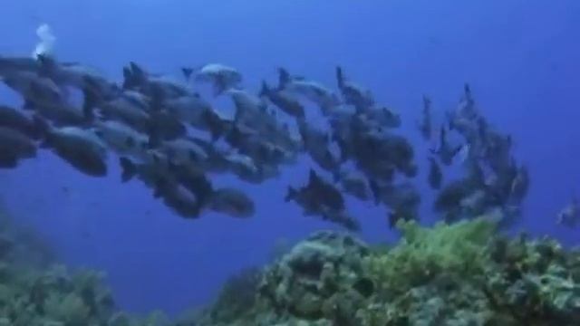 Морские животные-красота. смотреть онлайн