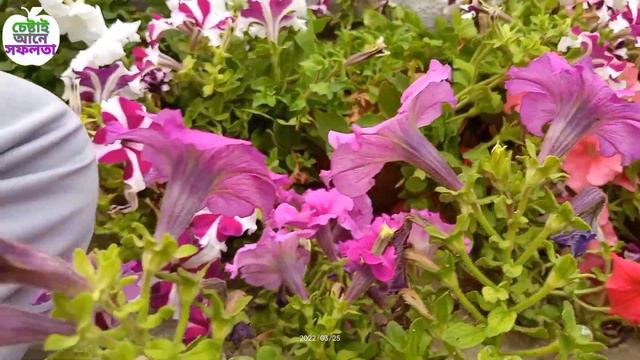 How to Take Care Petunia Flower, পিটুনিয়া গাছ থেকে গরমে প্রচুর ফুল পেতে কি ভাবে যত্ন নেবো смотреть онлайн