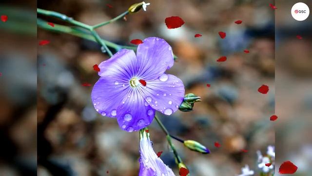 30 MINUTES BEST RELAXING MUSIC (HEAVENLY BEAUTY) FOR MEDITATION, YOGA, RELAXATION Etc... смотреть онлайн