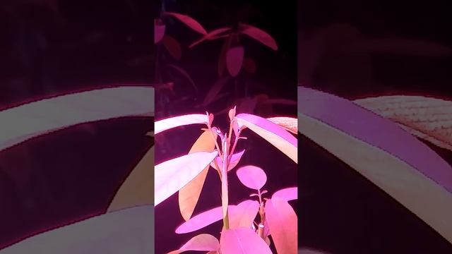 Desmodium Gyrans (the dancing plant) смотреть онлайн