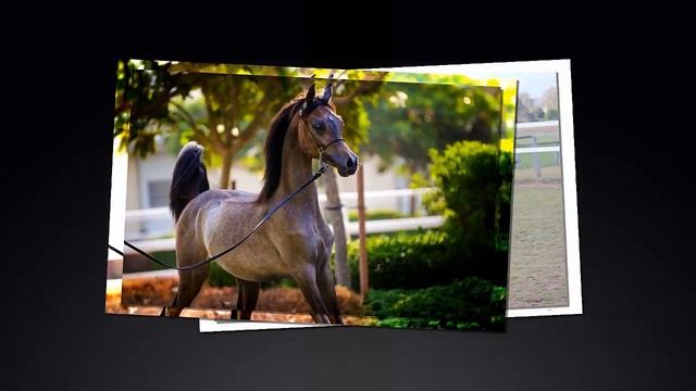 Лошади. Арабские Чистокровные. #ОбожаюЛошадей смотреть онлайн