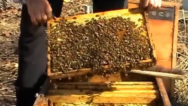 Пчелы карника. Результаты зимовки смотреть онлайн
