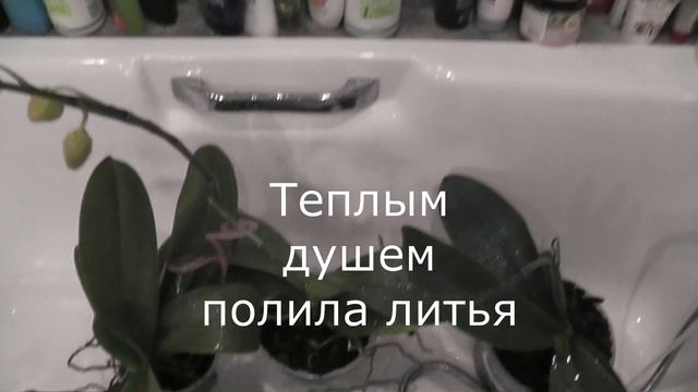 Полив орхидей Фаленопсис погружением в воду. смотреть онлайн